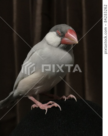Sleeping Java Sparrow 2 84283262