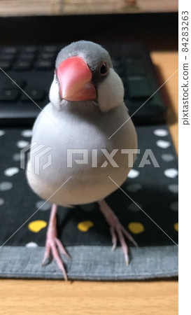 Doya face Java sparrow Doya face Java sparrow 84283263