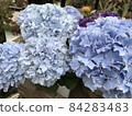 Hydrangea 2 84283483