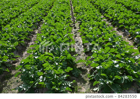 收穫前的蘿蔔田 84283550