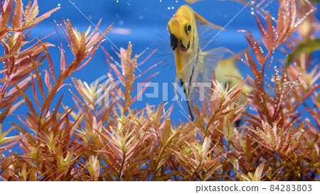 Beautiful freshwater aquarium with many green plants which exudes bubbles oxygen. Process of photosynthesis of aquarium plants in an aquarium. Aqua space. Beautiful aquarium landscape. Beautiful freshwater aquarium with many green plants which exudes bubbles oxygen. Process of photosynthesis of aquarium plants in an aquarium. Aqua space. Beautiful aquarium landscape. 84283803