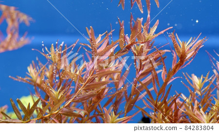 Beautiful freshwater aquarium with many green plants which exudes bubbles oxygen. Process of photosynthesis of aquarium plants in an aquarium. Aqua space. Beautiful aquarium landscape. 84283804