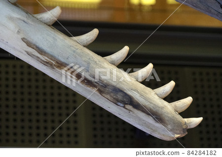 Sperm whale tooth close up 84284182