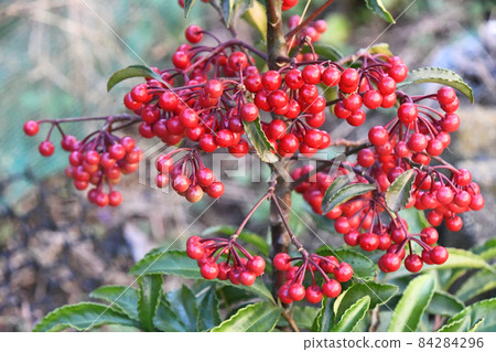 Ten thousand fruits colored red 84284296