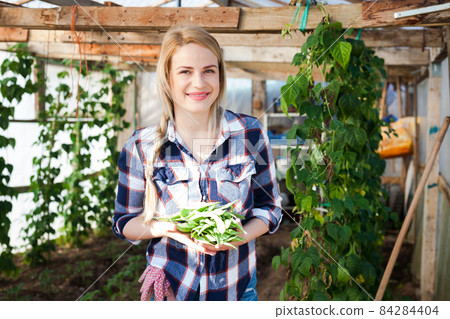 Woman farmer harvesting green peas in a greenhouse Woman farmer harvesting green peas in a greenhouse 84284404