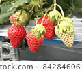 Strawberry picking 84284606