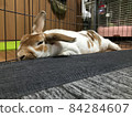 Rabbit sleeping soundly 4 84284607