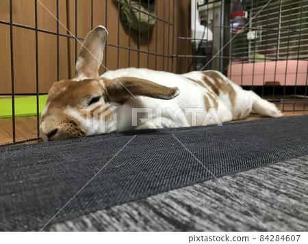 Rabbit sleeping soundly 4 Rabbit sleeping soundly 4 84284607