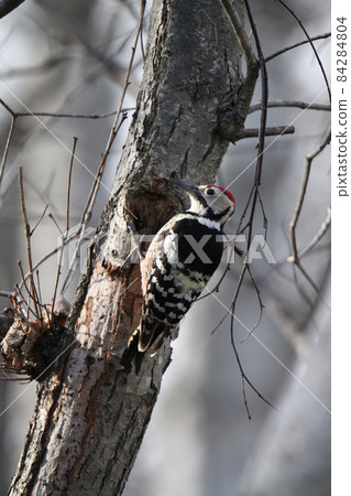 白背啄木鳥、大斑啄木鳥、大斑啄木鳥、大斑啄木鳥、北海道野鳥 白背啄木鳥、大斑啄木鳥、大斑啄木鳥、大斑啄木鳥、北海道野鳥 84284804