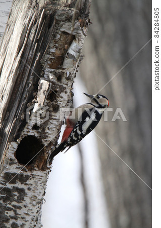 大斑啄木鳥大斑啄木鳥啄木鳥北海道野生鳥 大斑啄木鳥大斑啄木鳥啄木鳥北海道野生鳥 84284805