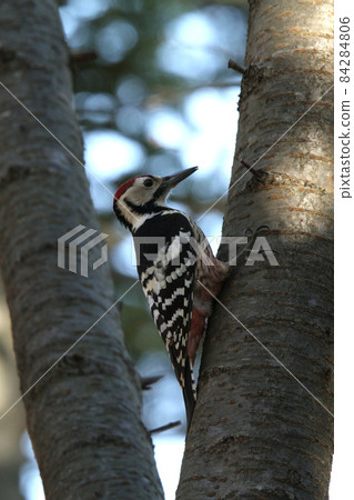 White-backed Woodpecker Great Spotted Woodpecker Ezo White-backed Woodpecker Hokkaido Wild Bird 84284806