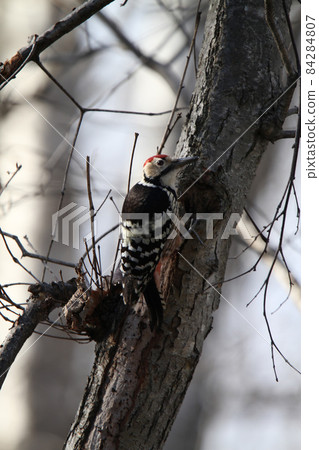 白背啄木鳥、大斑啄木鳥、大斑啄木鳥、大斑啄木鳥、北海道野鳥 白背啄木鳥、大斑啄木鳥、大斑啄木鳥、大斑啄木鳥、北海道野鳥 84284807