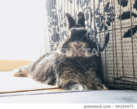 Poor rabbit Poor rabbit 84284875