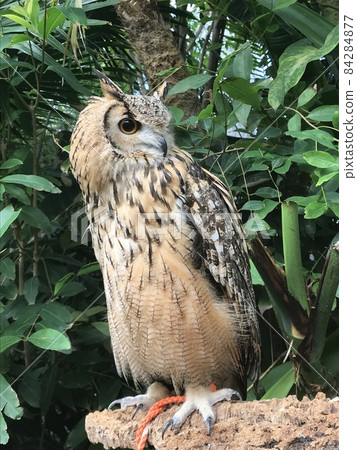 Owl profile 2 Owl profile 2 84284877