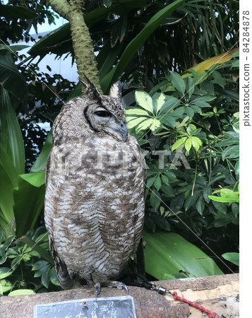 The profile of the owl The profile of the owl 84284878