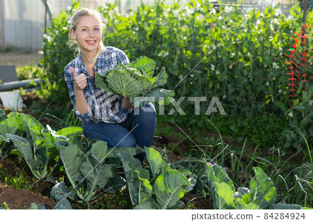 Woman harvesting fresh cabbage Woman harvesting fresh cabbage 84284924