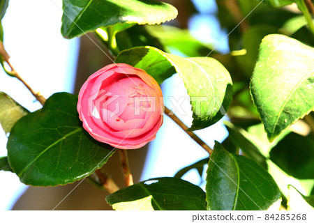 茶花 84285268