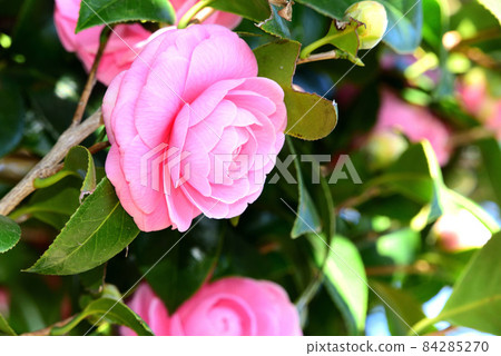 茶花 茶花 84285270