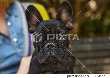 Closeup French bulldog outdoors in autumn Closeup French bulldog outdoors in autumn 84285440
