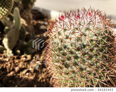 Green cacti in spring in nature, Israel. Macro shot. 84285443