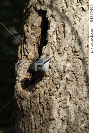 五子雀,50只麻雀,北海道野生鳥類 五子雀,50只麻雀,北海道野生鳥類 84285499