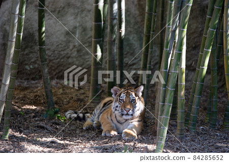 Child tiger resting in a bamboo grove Child tiger resting in a bamboo grove 84285652