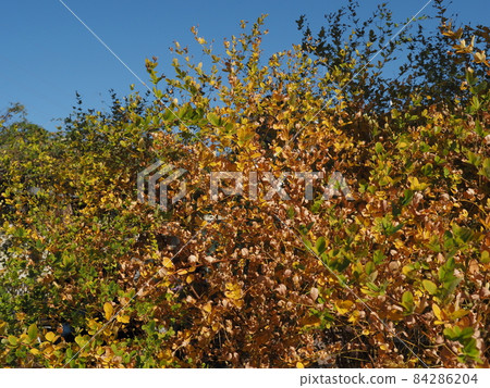 彩色胡枝子雙色 84286204