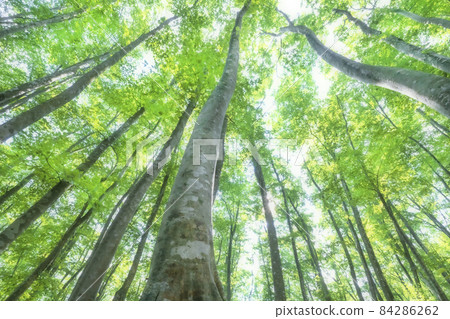 Beautiful beech delivered to heaven Beautiful beech delivered to heaven 84286262