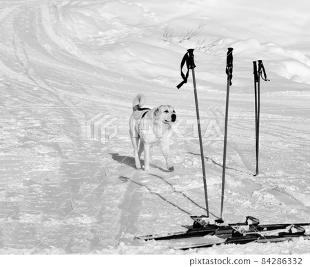 Dog and skiing equipment on ski slope at winter day. Black and white. Dog and skiing equipment on ski slope at winter day. Black and white. 84286332