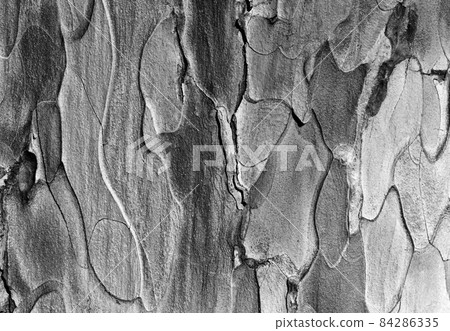 Wooden texture. Black and white Wooden texture. Black and white 84286335