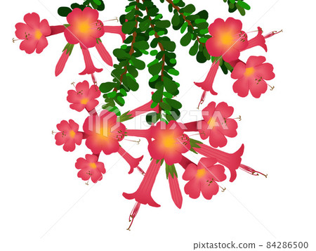 坎圖塔花的插圖 84286500