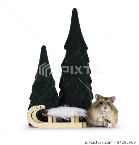 Hamster in winter setting on white background 84286569