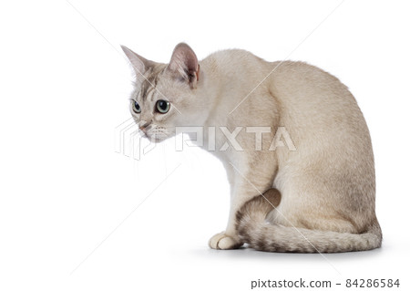 Burmilla cat on white background Burmilla cat on white background 84286584