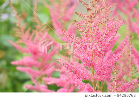 Astilbe flowers blooming in the garden Astilbe flowers blooming in the garden 84286768