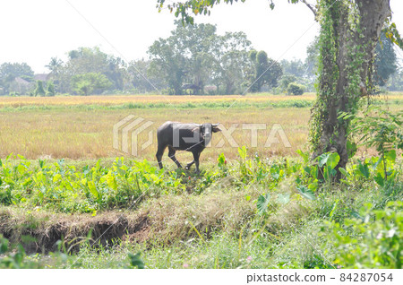 buffalo, buffalo in the paddy field 84287054