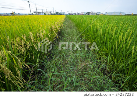 台灣,南部鄉村,綠油油,稻田,台湾、南部の田園地帯、緑の油、田んぼ、rice fields, 台灣,南部鄉村,綠油油,稻田,台湾、南部の田園地帯、緑の油、田んぼ、rice fields, 84287228