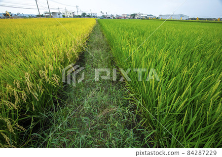 台灣,南部鄉村,綠油油,稻田,台湾、南部の田園地帯、緑の油、田んぼ、rice fields, 台灣,南部鄉村,綠油油,稻田,台湾、南部の田園地帯、緑の油、田んぼ、rice fields, 84287229