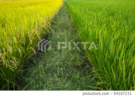 台灣,南部鄉村,綠油油,稻田,台湾、南部の田園地帯、緑の油、田んぼ、rice fields, 台灣,南部鄉村,綠油油,稻田,台湾、南部の田園地帯、緑の油、田んぼ、rice fields, 84287231
