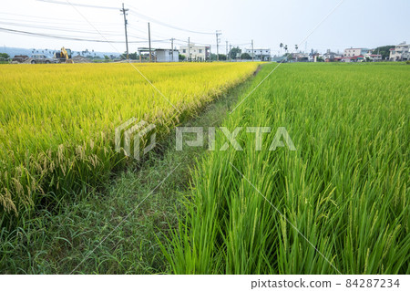 台灣，南部鄉村，綠油油，稻田，台湾、南部の田園地帯、緑の油、田んぼ、rice fields, 84287234
