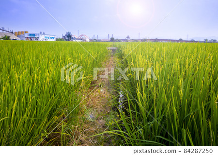 台灣,南部鄉村,綠油油,稻田,台湾、南部の田園地帯、緑の油、田んぼ、rice fields, 台灣,南部鄉村,綠油油,稻田,台湾、南部の田園地帯、緑の油、田んぼ、rice fields, 84287250