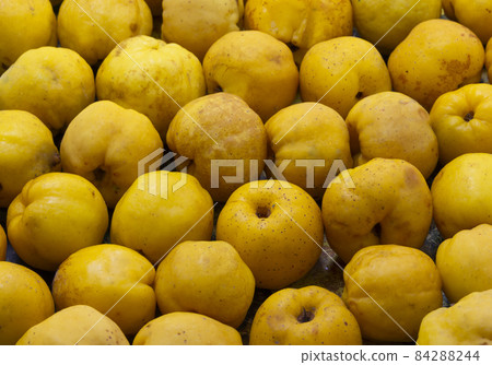 Fresh ripe yellow organic quinces as background, closeup, food background copy space Fresh ripe yellow organic quinces as background, closeup, food background copy space 84288244