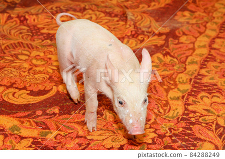 Piglet at blanket 84288249