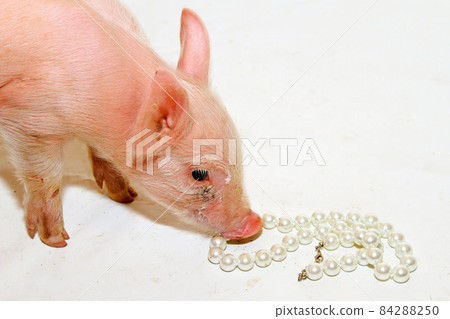 Pearls before piglet 84288250
