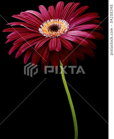 watercolor gerbera flower red. Flower not stalk isolated on black background. No shadows with clipping path. For design. Nature 84288348