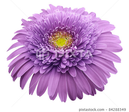 gerbera flower purple. Flower isolated on white background. No shadows with clipping path. Close-up. Nature. 84288349
