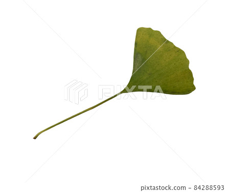 Green and yellow fresh ginkgo leaf isolated, medicinal organic plant close-up, clipping path cutout object, eco-friendly environment concept 84288593