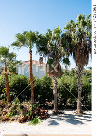 Windmill Palm Tree Trachycarpus fortunei with brown dead leaves before and after trimming, blue sky background. 84288661