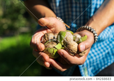Walnut tree and hand harvesting walnut. Selective focus Walnut tree and hand harvesting walnut. Selective focus 84288683