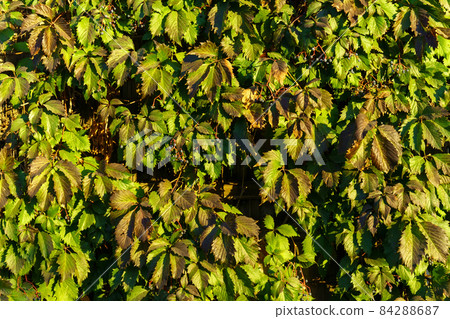 Green leaves of the maiden five-leafed grape Parthenocissus kinguefolia close up on a sunny day. Green leaves of the maiden five-leafed grape Parthenocissus kinguefolia close up on a sunny day. 84288687
