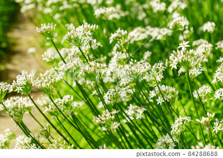 Blooming white flowers wild garlic Allium ursinum plant. Close-up. Organic farming, healthy food, selective focus Blooming white flowers wild garlic Allium ursinum plant. Close-up. Organic farming, healthy food, selective focus 84288688